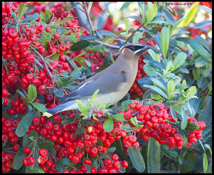 _6SB8974 cedar waxwing.jpg